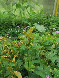 Puccinia oxalidis image