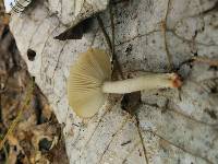 Russula foetens image