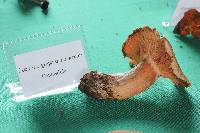 Lactarius salmonicolor image