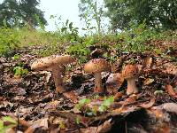 Amanita amerirubescens image