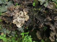 Peltigera neopolydactyla image