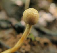 Ophiocordyceps gracilioides image