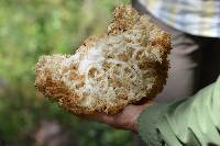 Hericium coralloides image