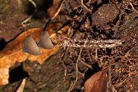 Psilocybe neoxalapensis image