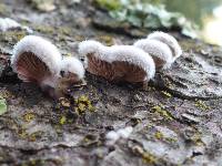 Schizophyllum commune image