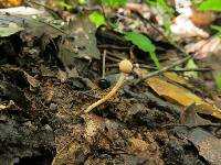 Ophiocordyceps gracilioides image