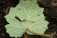 Ophiocordyceps gracilioides image