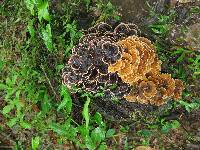 Trametes versicolor image