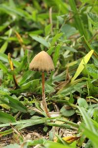 Psilocybe mexicana image