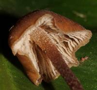 Psilocybe neoxalapensis image