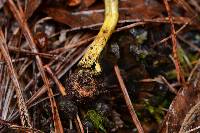 Image of Lycoperdon cervinum