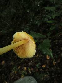 Entoloma murrayi image