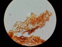 Pholiota granulosa image