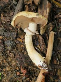 Stropharia hardii image