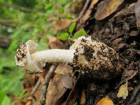 Amanita tuza image