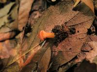 Dermocybe marylandensis image