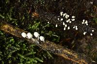 Coprinellus disseminatus image