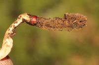 Ophiocordyceps gracilioides image