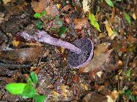 Cortinarius violaceus image