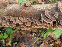 Trametes versicolor image