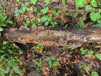 Trametes versicolor image