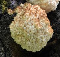 Hericium coralloides image