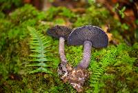 Cortinarius violaceus image