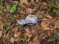 Lactarius indigo image