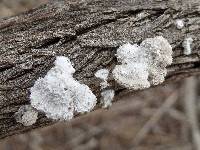 Schizophyllum commune image