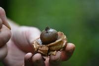 Geastrum saccatum image