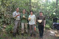 Hericium coralloides image