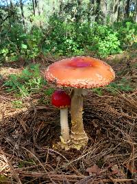 Amanita muscaria subsp. flavivolvata image