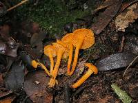 Cantharellus minor image