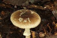 Amanita solaniolens image