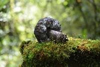 Tylopilus plumbeoviolaceus image