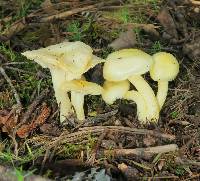 Hygrophorus chrysodon image