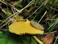 Entoloma murrayi image