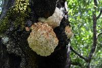 Hericium coralloides image