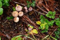 Inocybe geophylla var. lilacina image