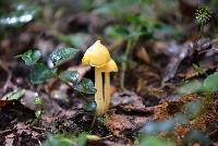 Entoloma murrayi image