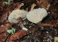 Lactarius lignyotus image