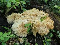 Hericium coralloides image