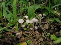 Coprinellus disseminatus image