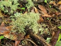 Usnea strigosa image