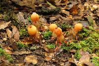 Calostoma cinnabarinum image