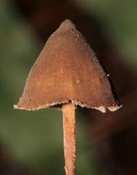 Psilocybe fagicola image