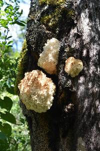 Hericium coralloides image