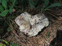 Russula brevipes image