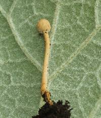 Ophiocordyceps gracilioides image