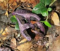 Cortinarius violaceus image